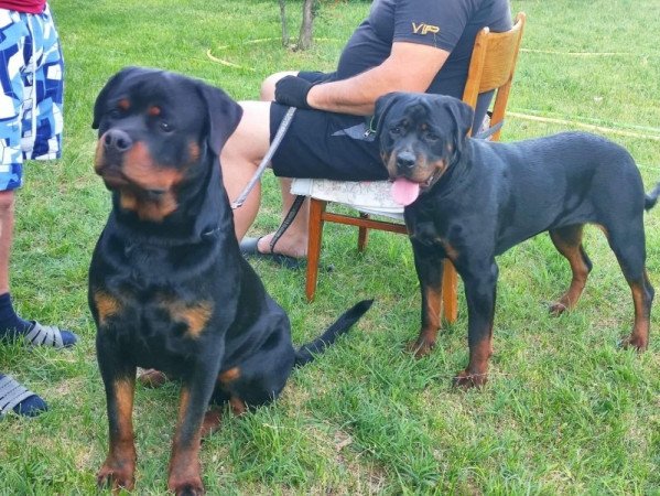 Rottweiler