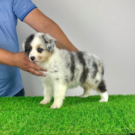 Ausztrál juhászkutya