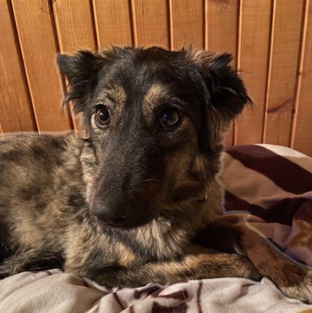 Szív és kihívás egy bundában – Ő rád vár