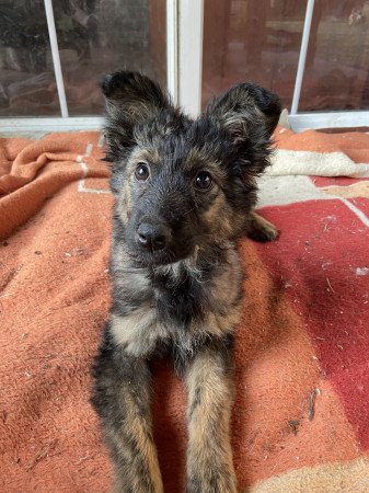 Szív és kihívás egy bundában – Ő rád vár