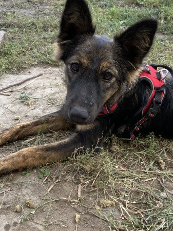 Szív és kihívás egy bundában – Ő rád vár