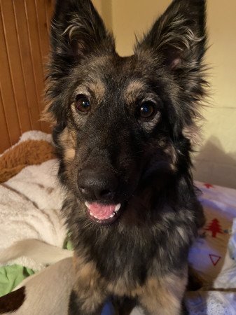 Szív és kihívás egy bundában – Ő rád vár