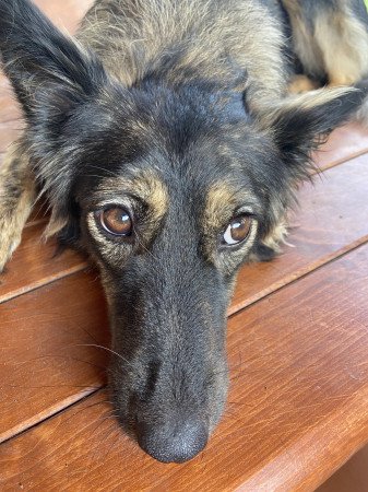 Szív és kihívás egy bundában – Ő rád vár