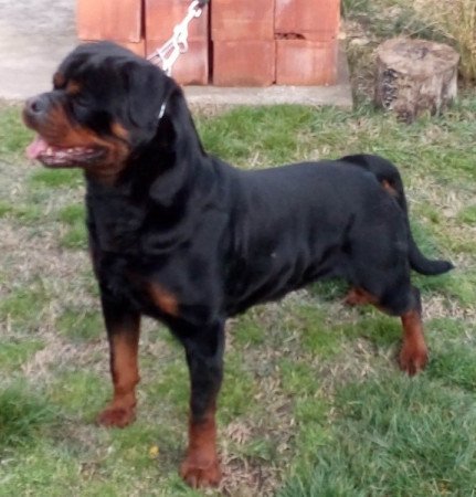 Rottweiler