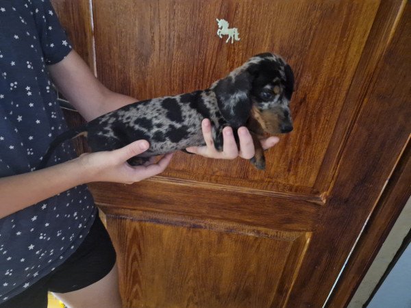 Törpe tacskó kiskutyák