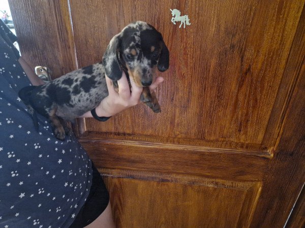 Törpe tacskó kiskutyák