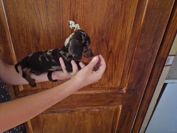 Törpe tacskó kiskutyák