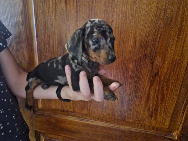 Törpe tacskó kiskutyák