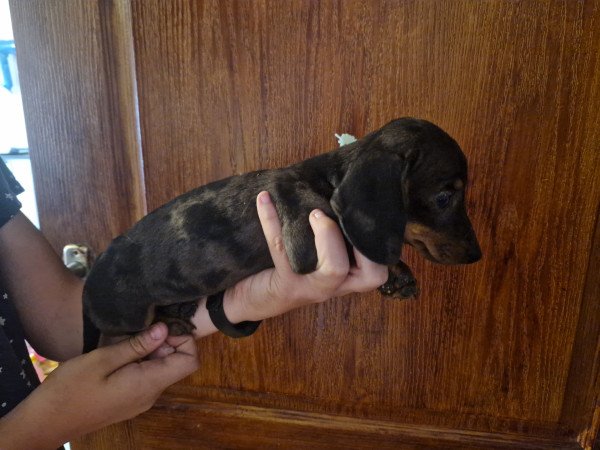 Törpe tacskó kiskutyák