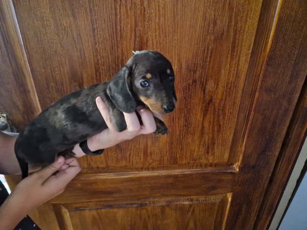 Törpe tacskó kiskutyák