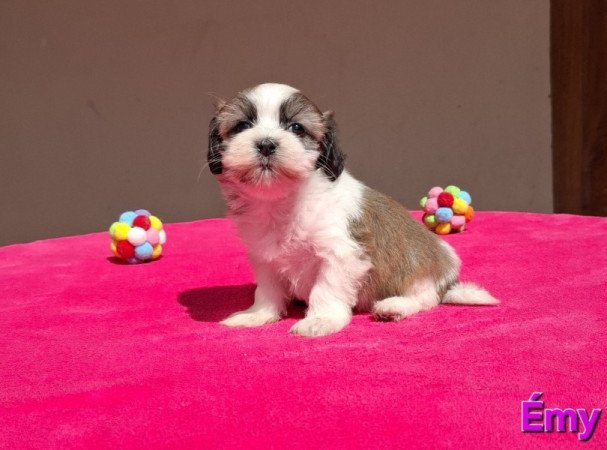 Bichon havanese