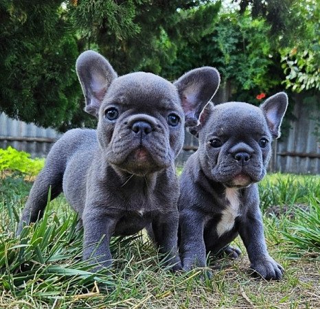 Francia bulldog