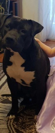 Staffordshire kiskutyát keresek