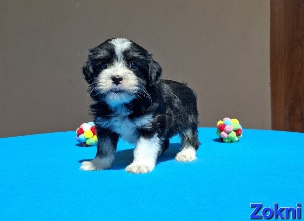 Bichon havanese