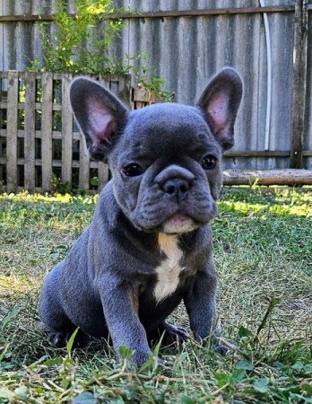 Francia bulldog