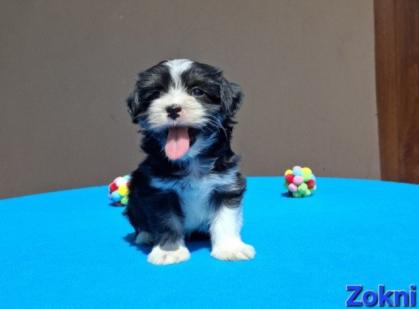 Bichon havanese