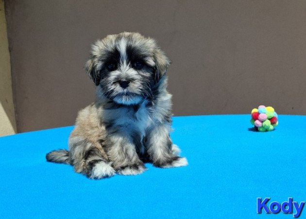 Bichon havanese