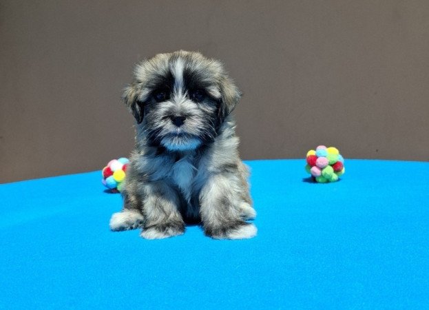 Bichon havanese