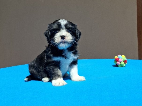 Bichon havanese
