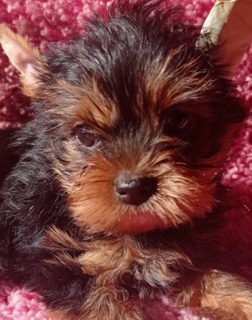 Yorkshire terrier