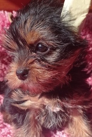 Yorkshire terrier