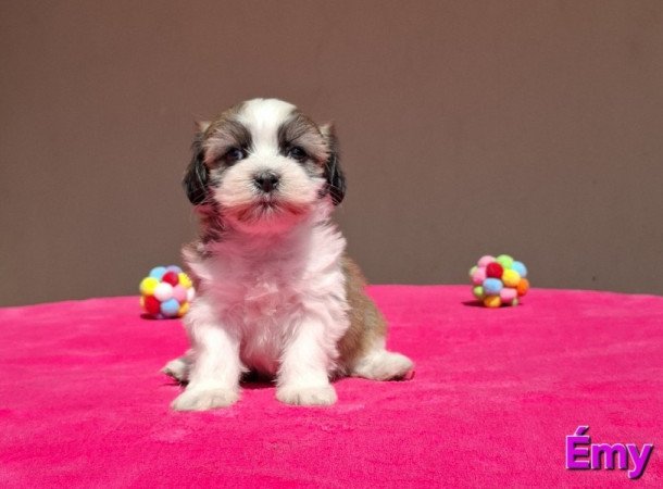 Bichon havanese