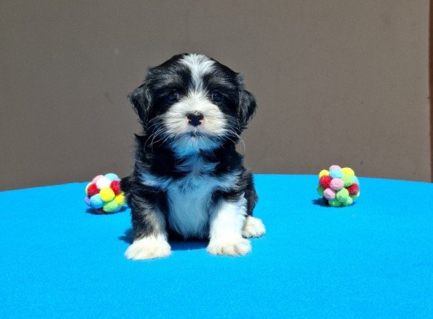 Bichon havanese