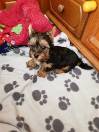 Yorkshire terrier