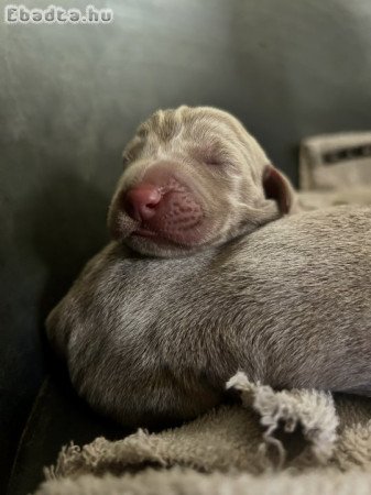 Weimari vizsla kiskutyák