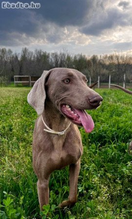 Weimari vizsla kiskutyák