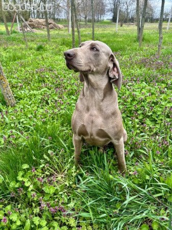 Weimari vizsla kiskutyák