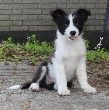 Border Collie