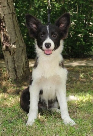 Border Collie