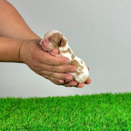 Cavalier King Charles Spániel