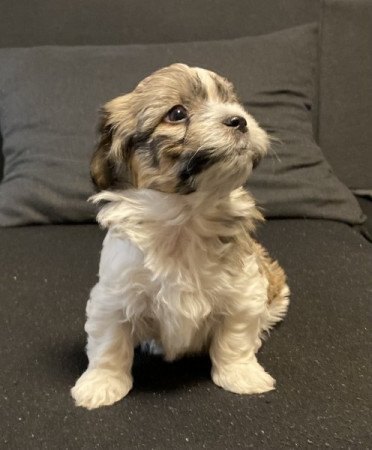 Bichon Havanese