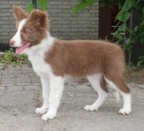 Border Collie