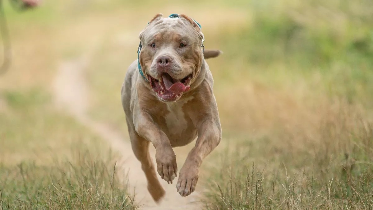 XL Bully kutya támadása a játszótéren