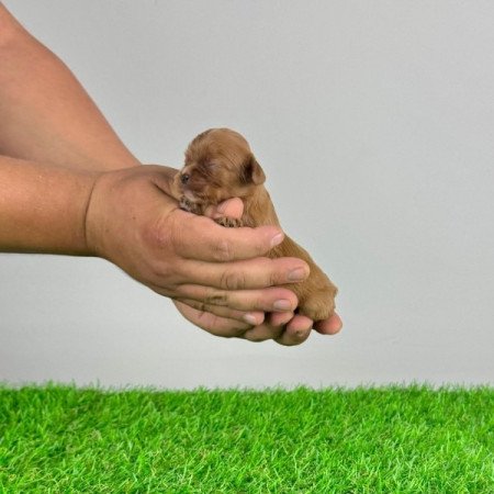 Cavalier King Charles Spániel