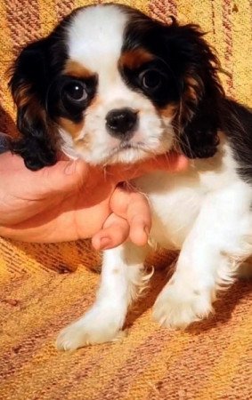 cavalier king charles spániel