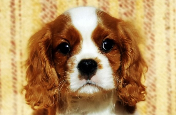 cavalier king charles spániel