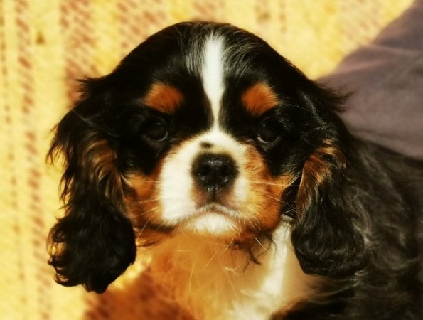 cavalier king charles spániel