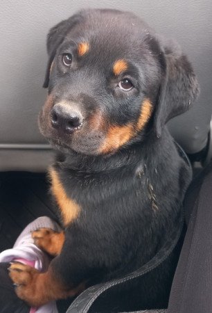 Rottweiler