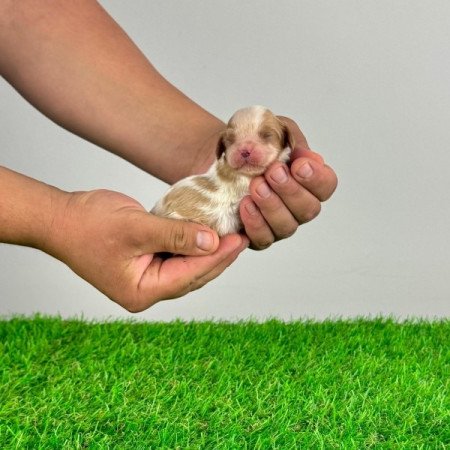 Cavalier King Charles Spániel