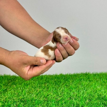 Cavalier King Charles Spániel