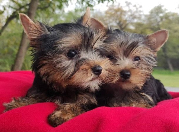 yorkshire terrier