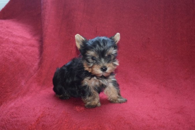 Yorkshire terrier