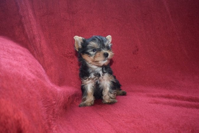 Yorkshire terrier