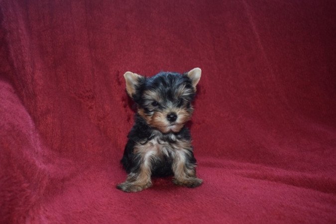 Yorkshire terrier