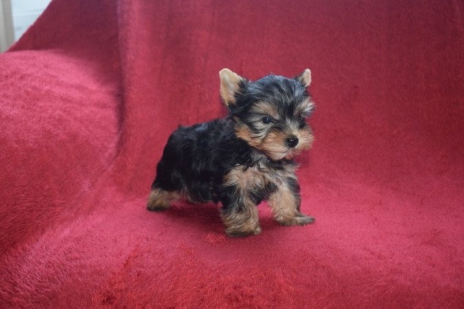 Yorkshire terrier