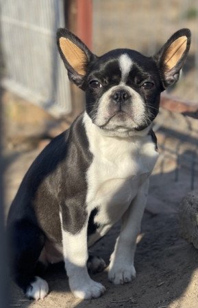 Boston terrier